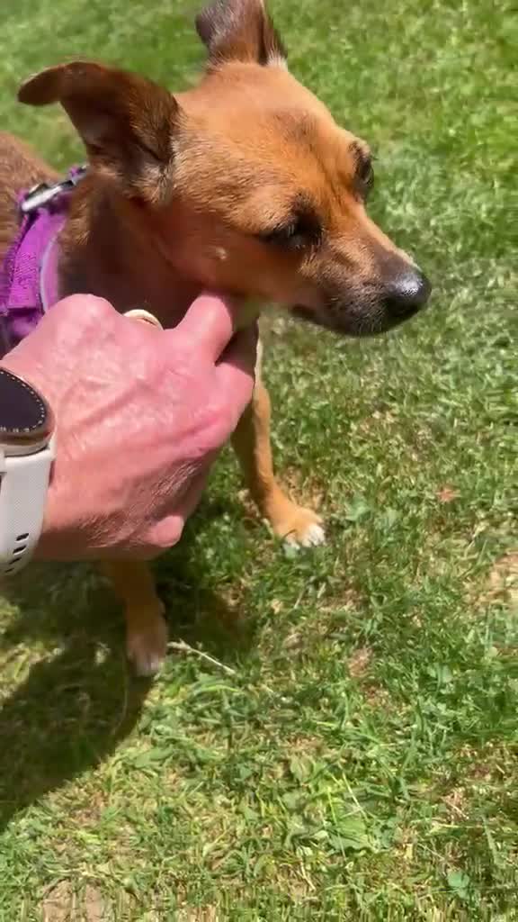 Mixed Breed dogs for sale: Sweet little nutmeg needs her forever home - Video 1