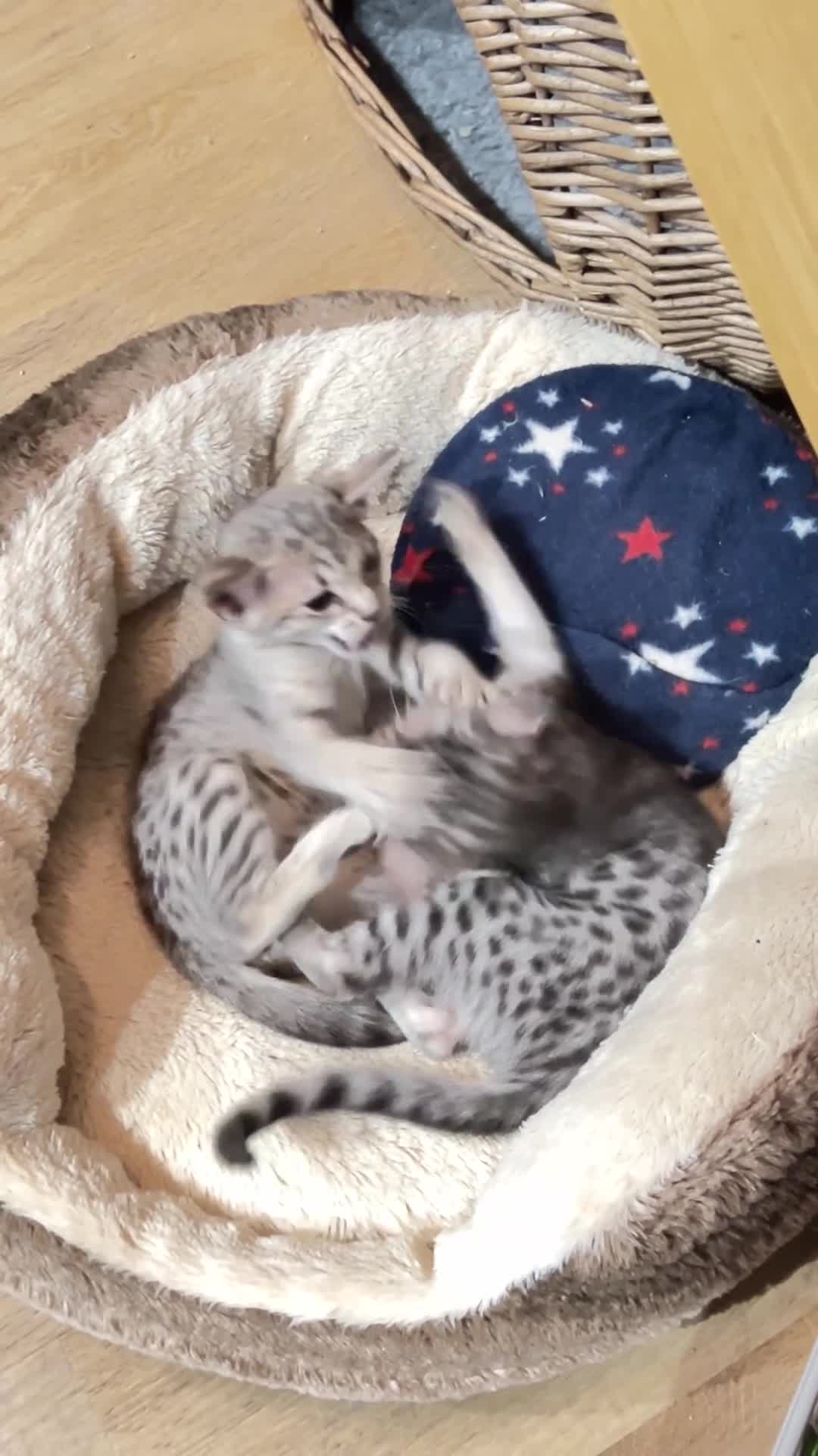 Ocicat cats for sale: Two delightful Blue Ocicat girls - Video 1