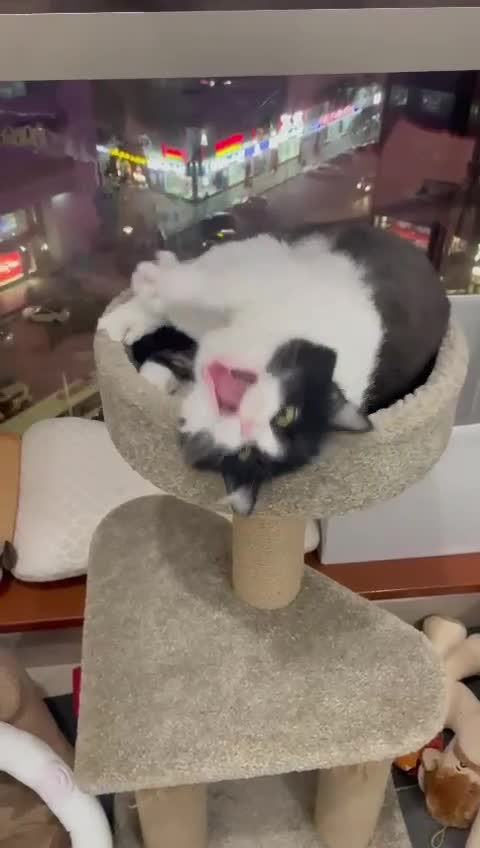 Mixed Breed cats for adoption: SUSHI GIRL MIX PERSIAN PERFECT HEALTH AFFECTIONAT - Video 2