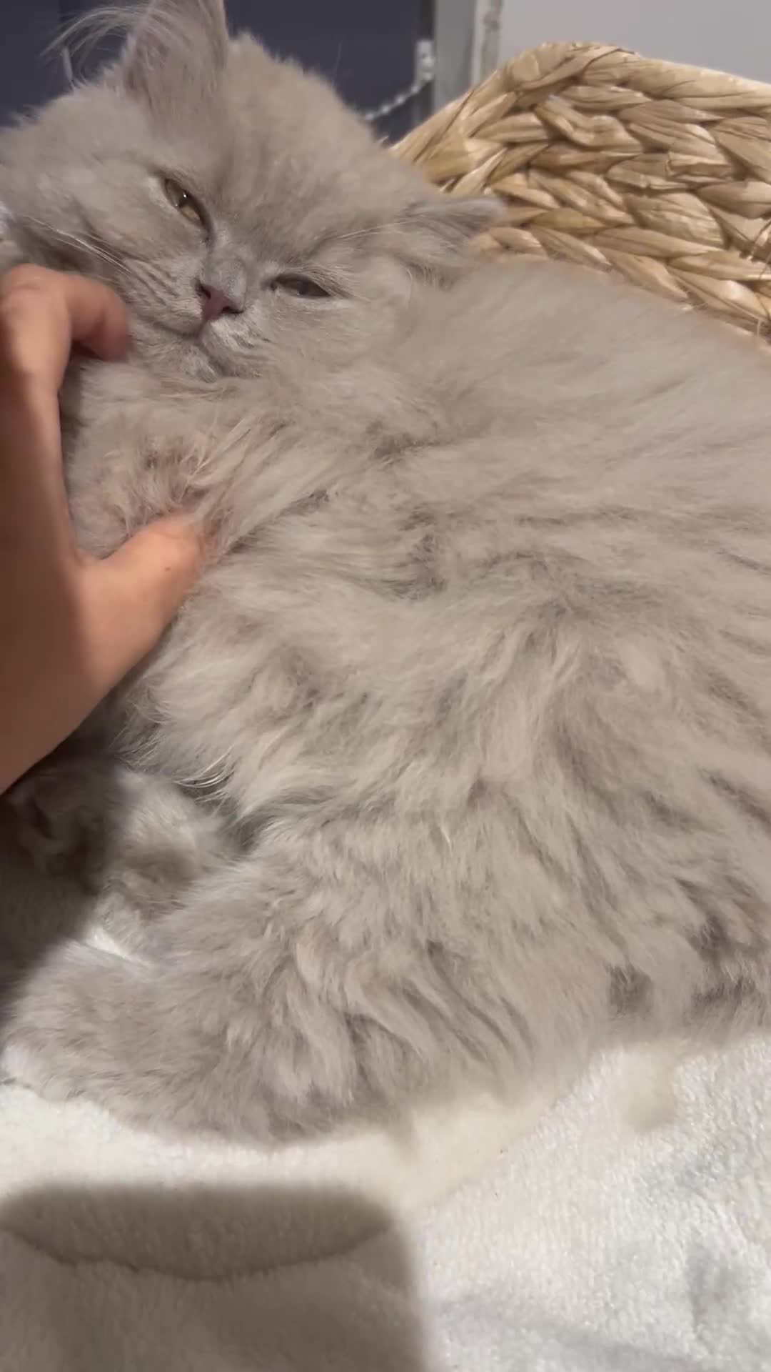 British Longhair cats for sale: Lilac British long hair mix Scottish  - Video 2