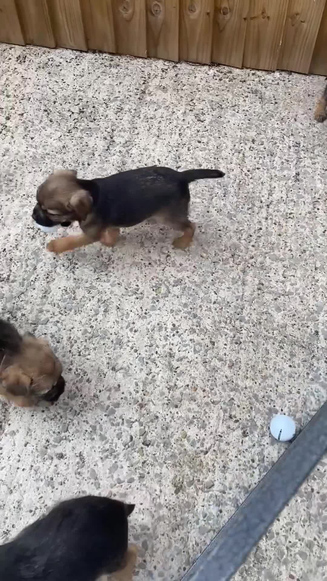 Border Terrier dogs for sale: ⭐️ KC BORDER TERRIERS, READY TO LEAVE NOW - Video 1