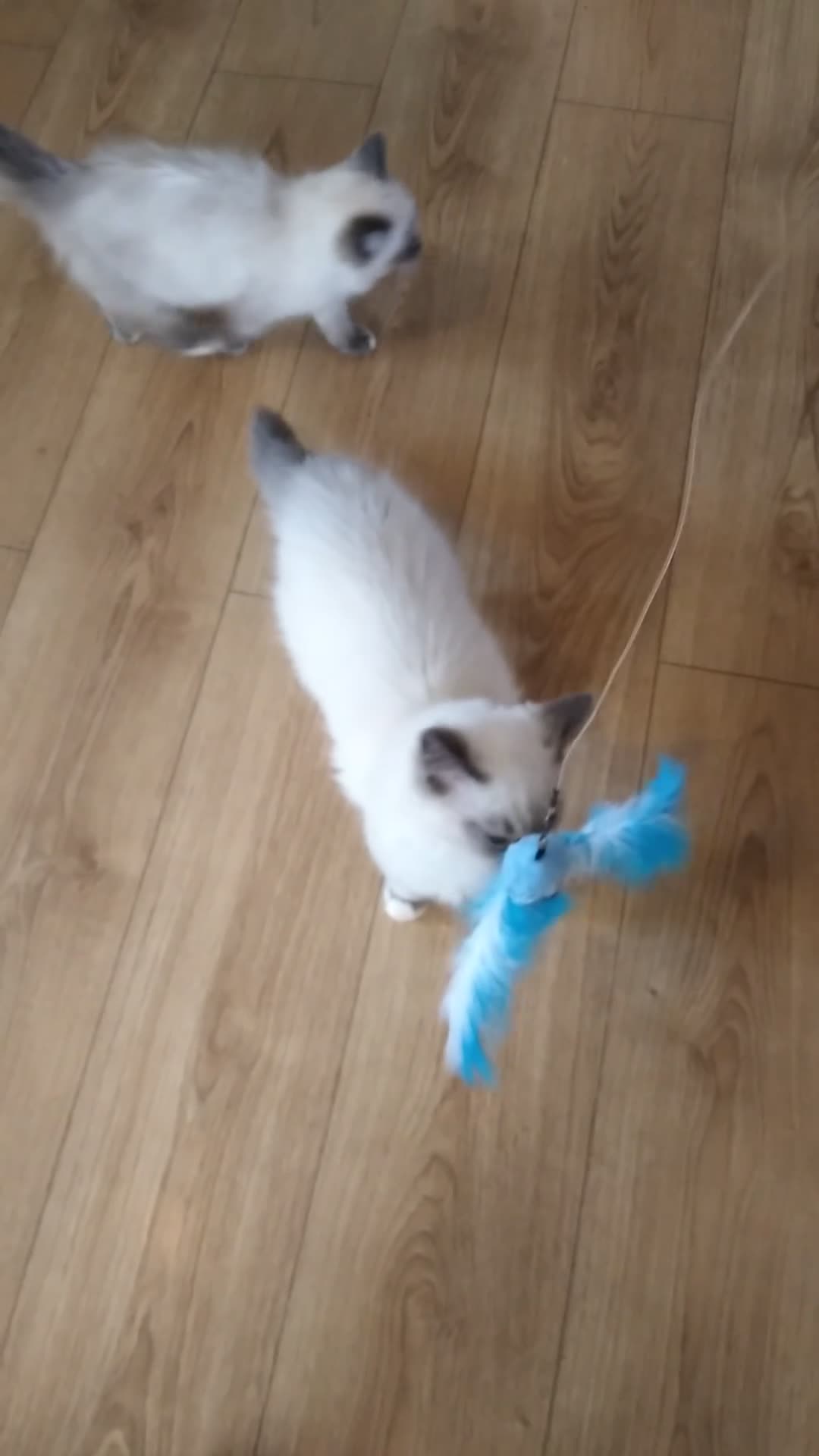 Siberian cats for sale: Beautiful pure Ragdoll  - Video 4