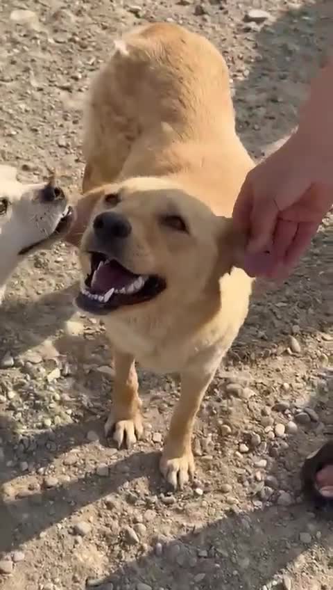 Mixed Breed dogs for adoption: 💝🐾💝🐾Introducing  MEG💝🐾 🐾SMALL CUTE GIRL 🐾 - Video 1