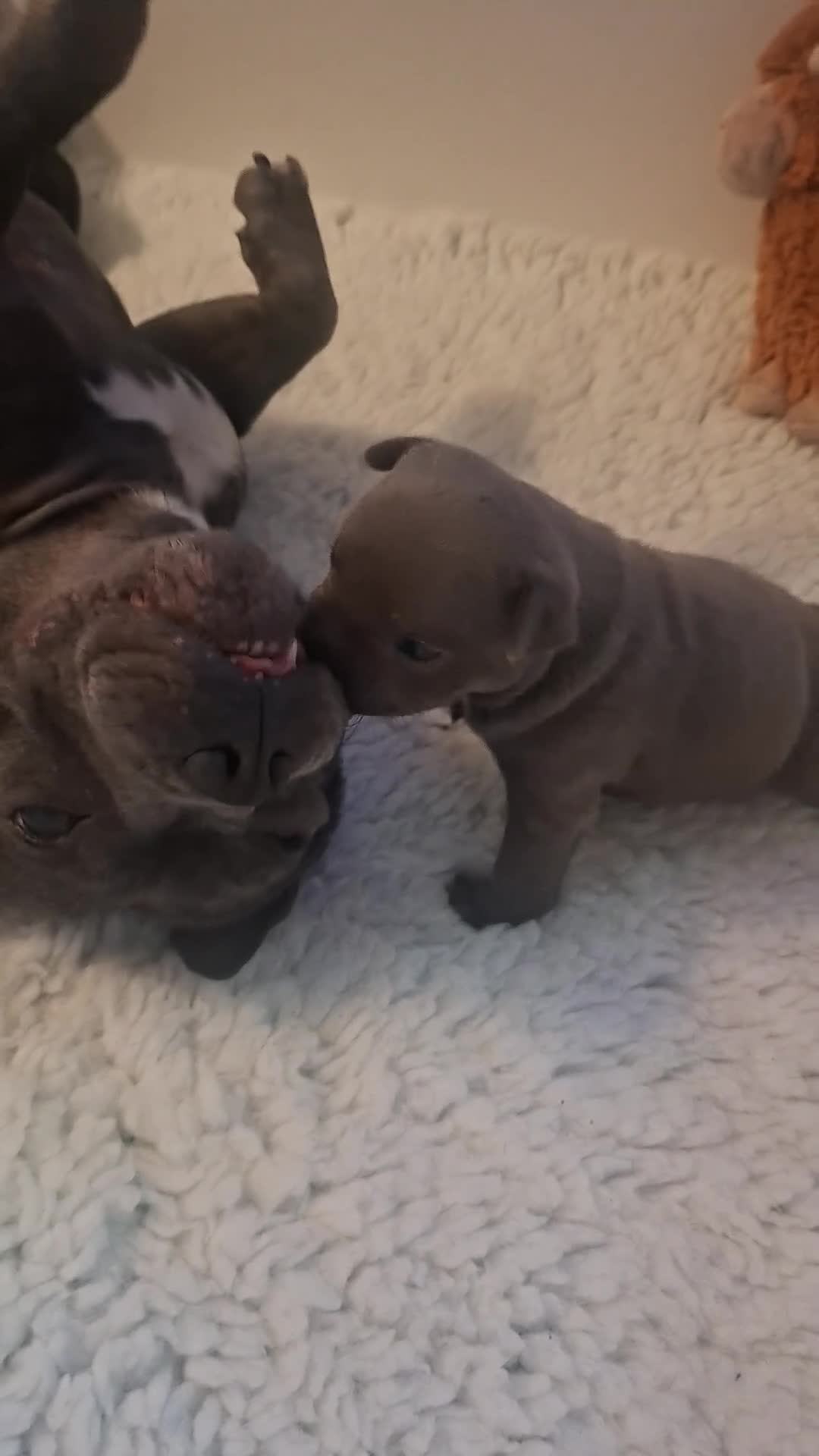 Staffordshire Bull Terrier dogs for sale: Staffordshire Bull Terrier Puppies KC Registered in Drybrook - Video 2