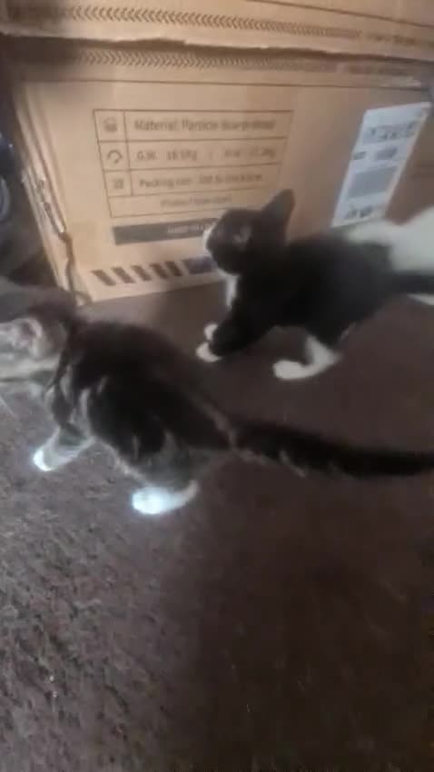 Mixed Breed cats for sale: 5 beautiful mixed breed kittens for sale. - Video 1