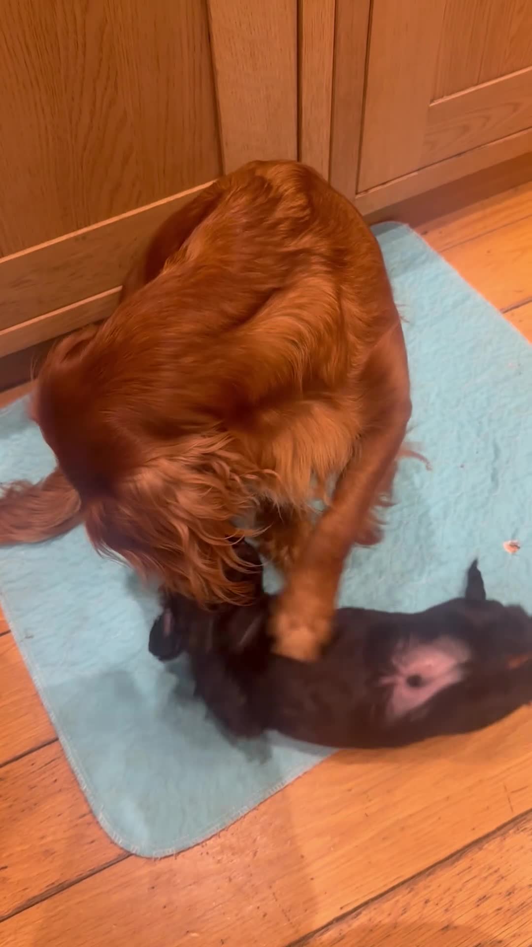 Cocker Spaniel dogs for sale: Working cocker spaniel puppies - Video 2