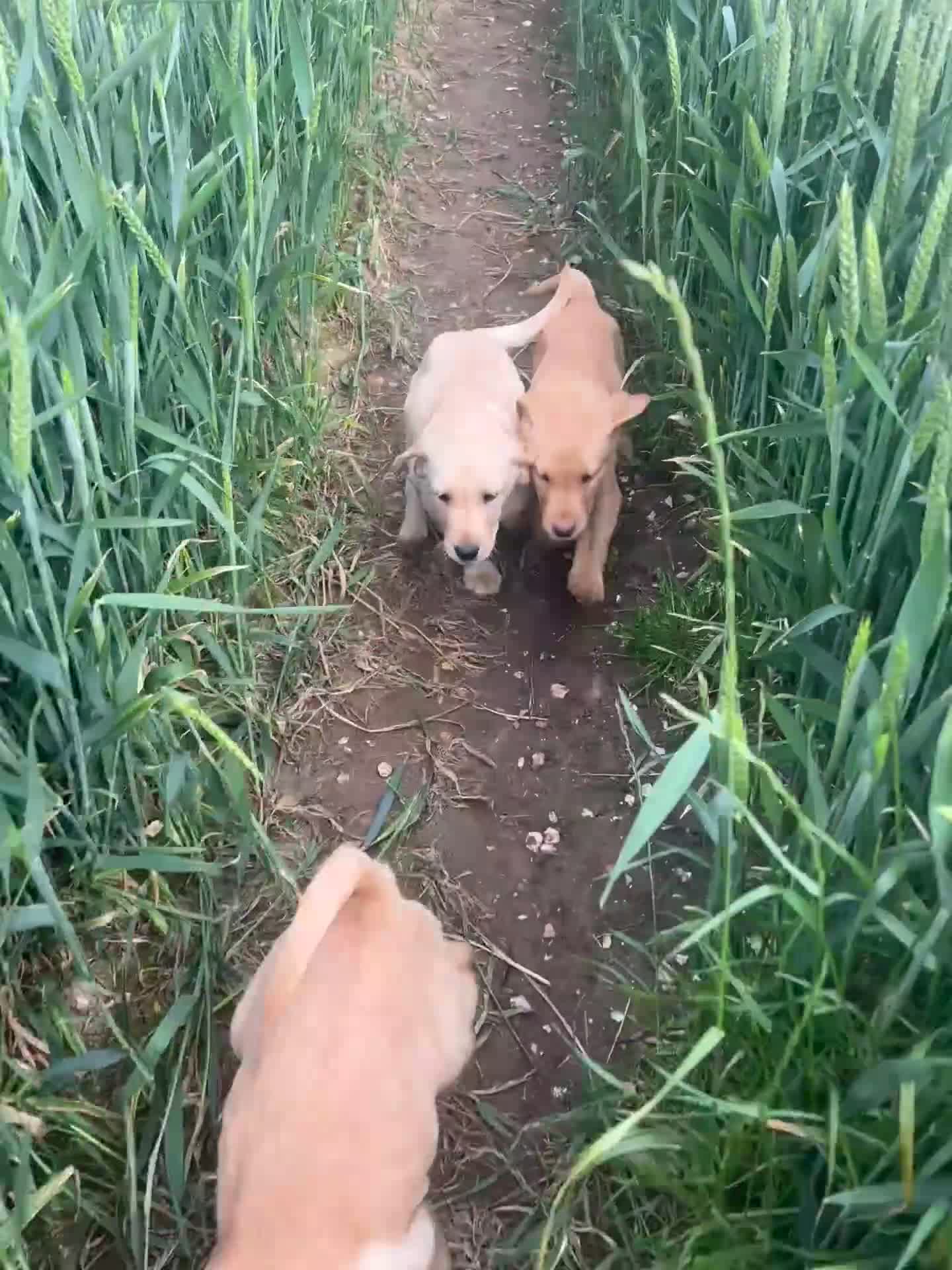 Labrador Retriever dogs for sale: Family Pet or Working Companion **READY TO LEAVE** in Bedale - Video 1