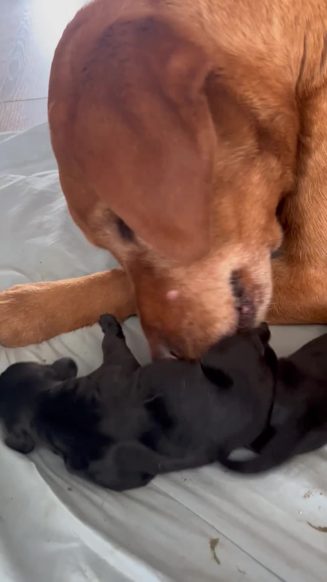 Springador dogs for sale: Black Springador Puppies For Sale - Video 1