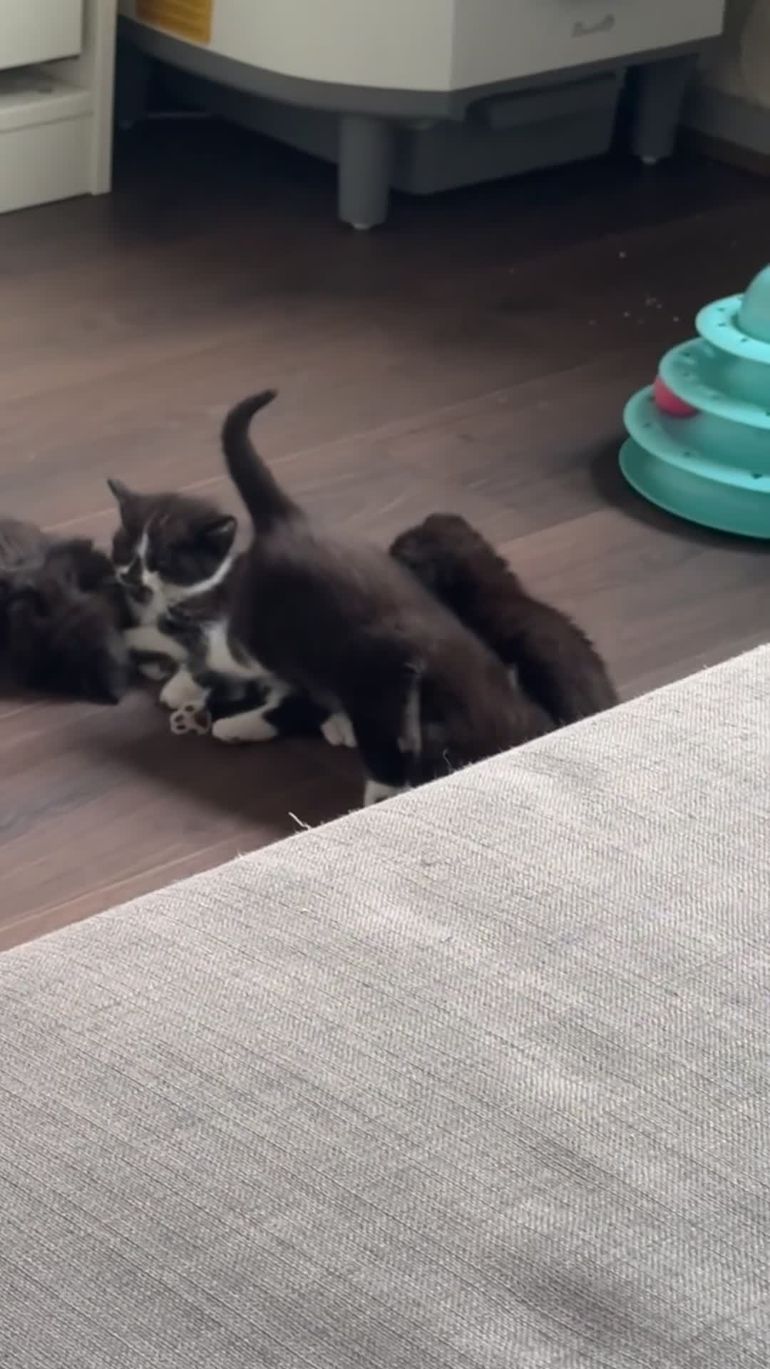Mixed Breed cats for sale: 4 beautiful kittens - Video 5