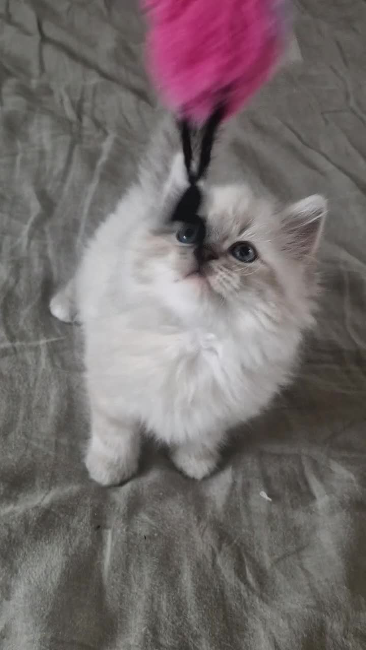 Neva Masquerade cats for sale: LAST REMAINING GCCF Champion line siberian - Video 1