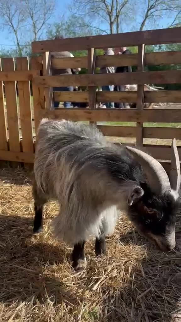 Goats livestock for sale: Miniature Pygmy Billy looking for a new home in Doncaster - Video 1
