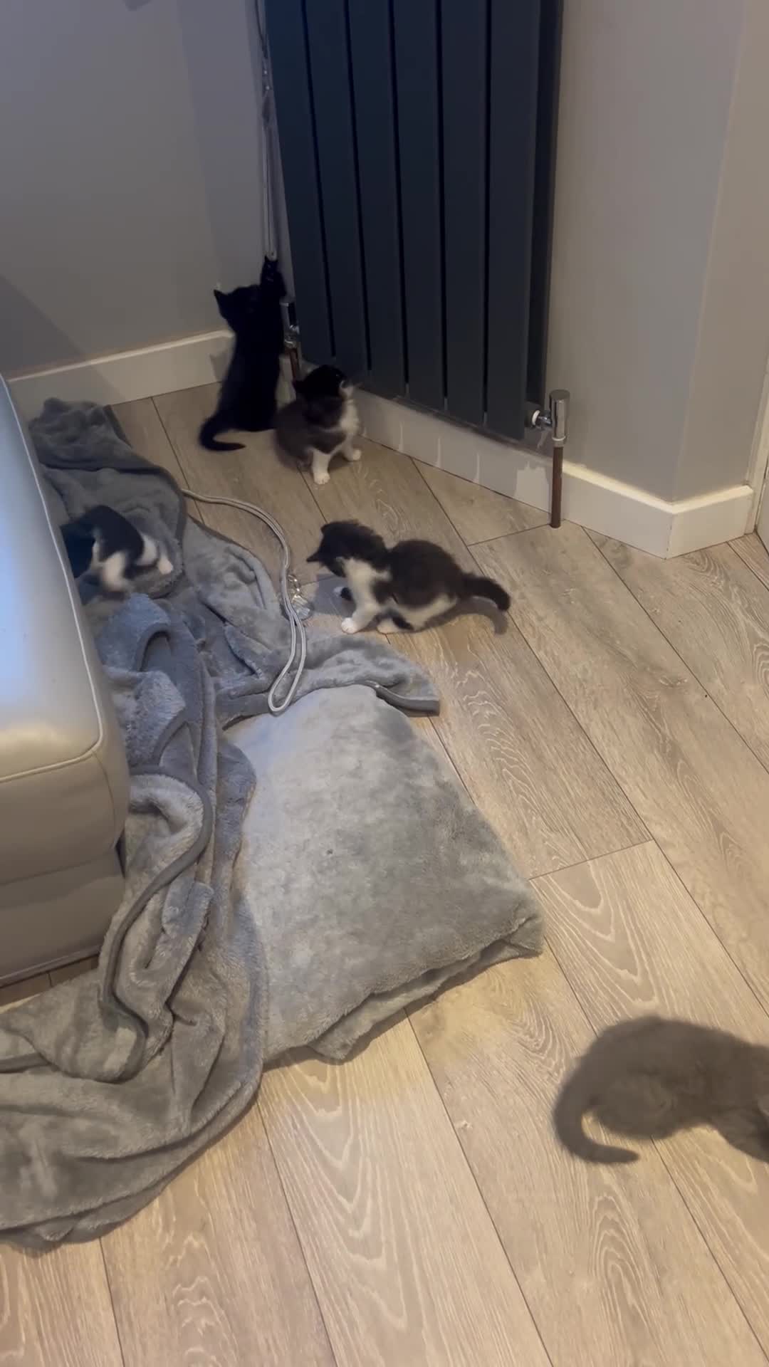 Ragdoll cats for sale: 3 x 1/2 Ragdoll Kittens  in Lancing - Video 3