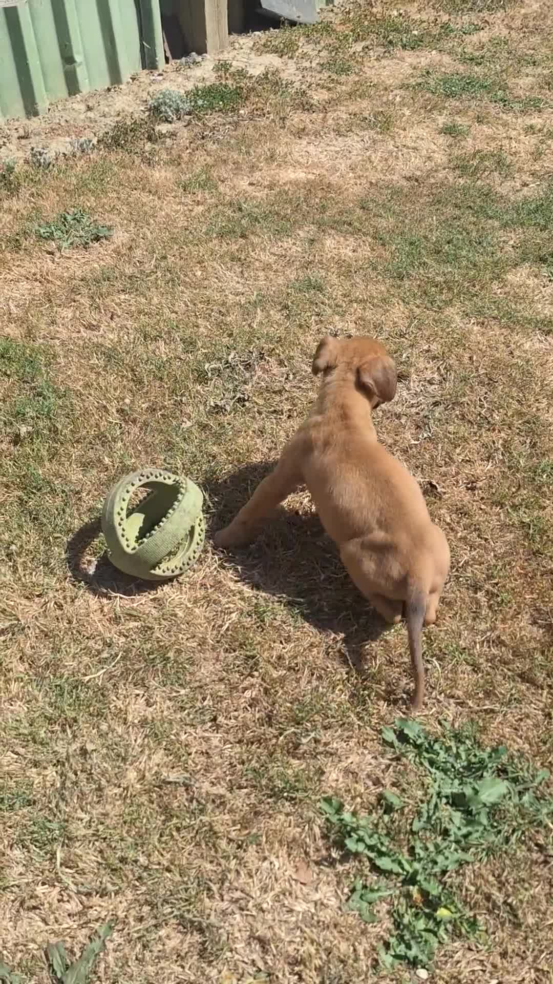 Boxer dogs for sale: Boxer puppies kc registered 5 star council licence - Video 1