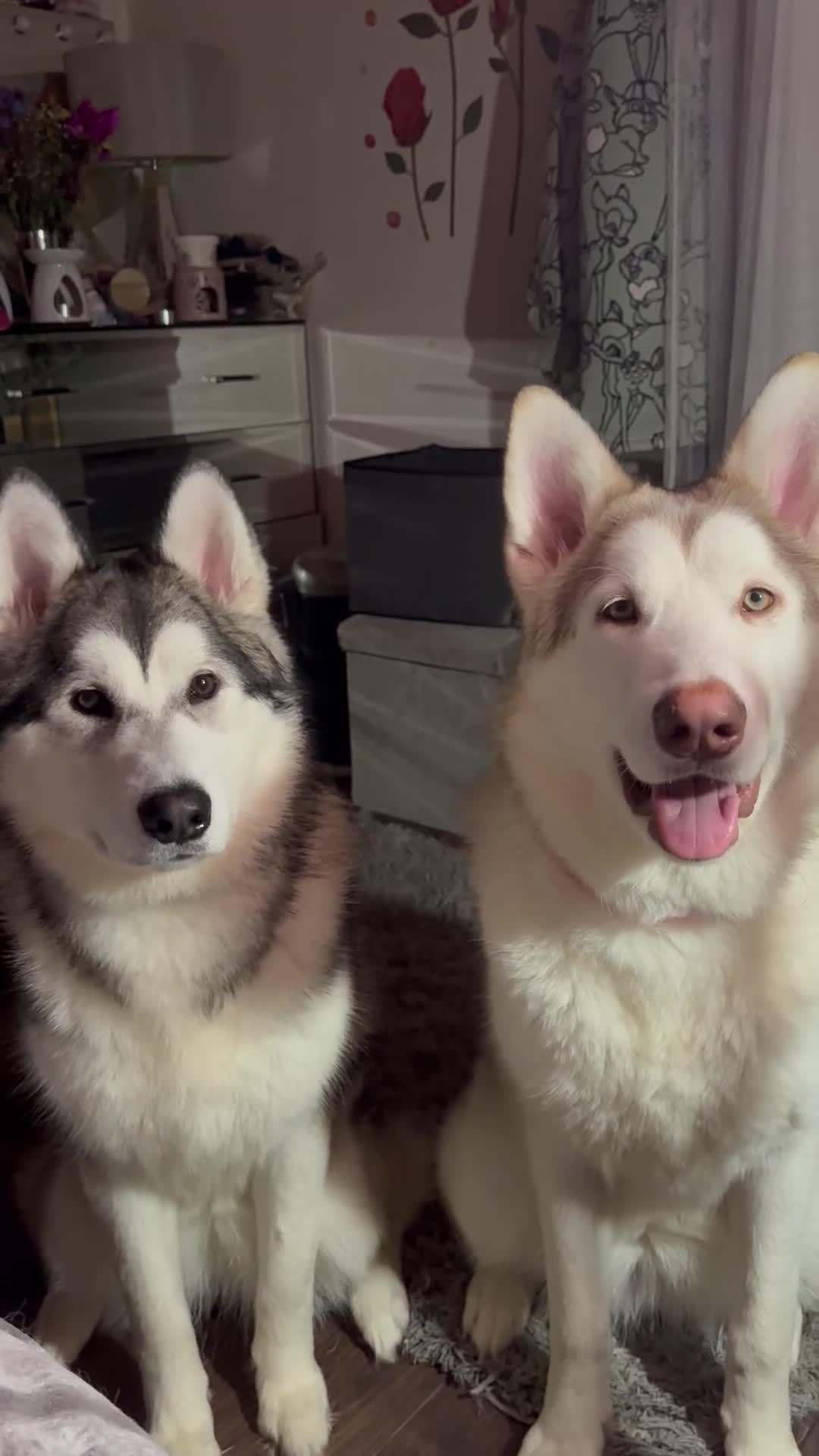 Alaskan Malamute dogs for sale: Alaskan malamute sisters (10 months) - Video 1