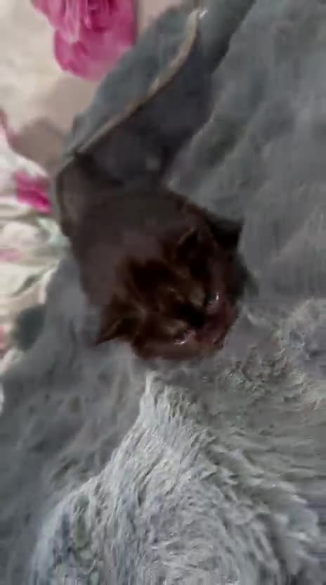 Maine Coon cats for sale: TICA REGISTERED MAINE COON KITTENS  - Video 1