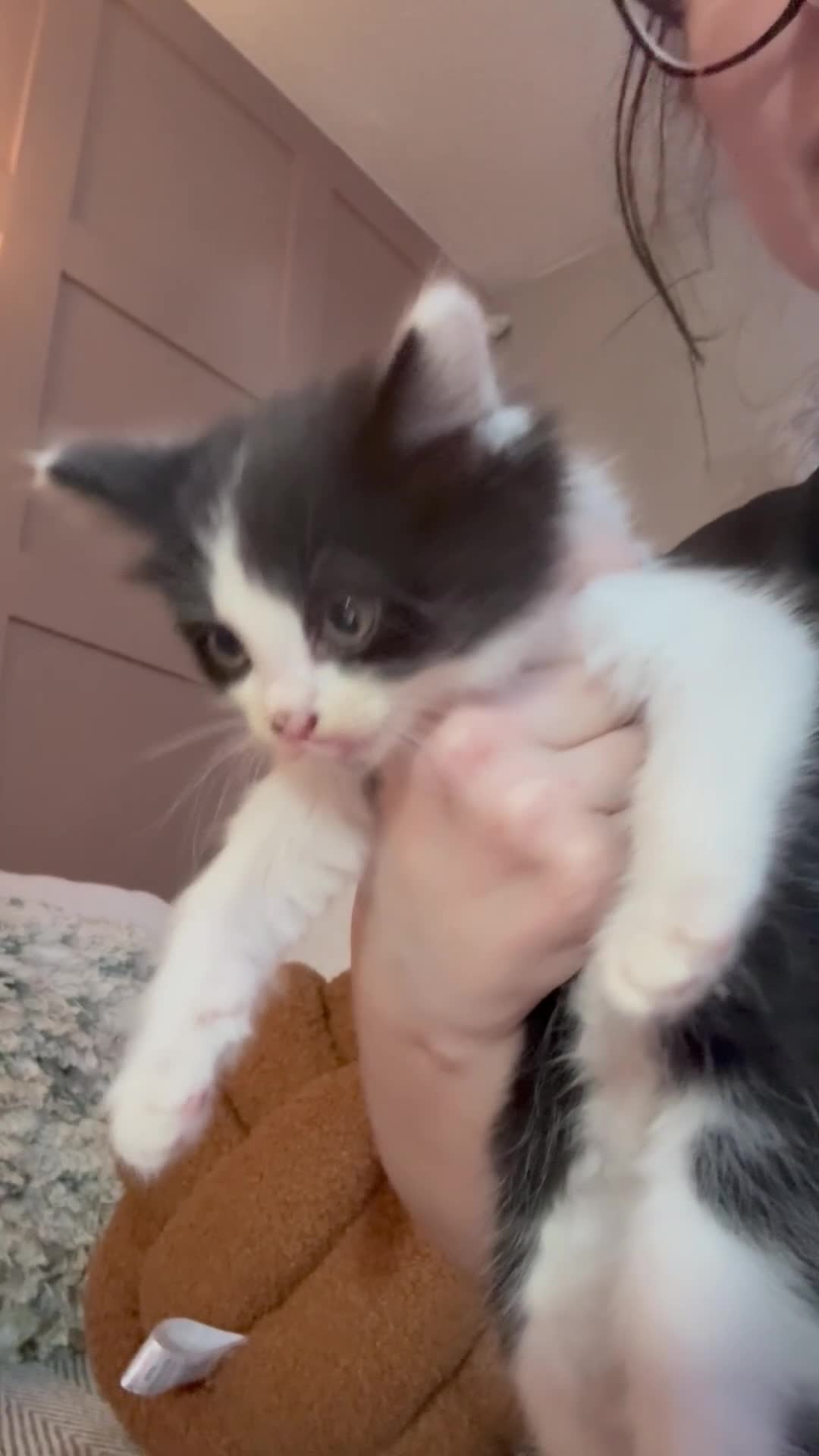 Ragdoll cats for sale: Ragdoll crosses  - Video 1