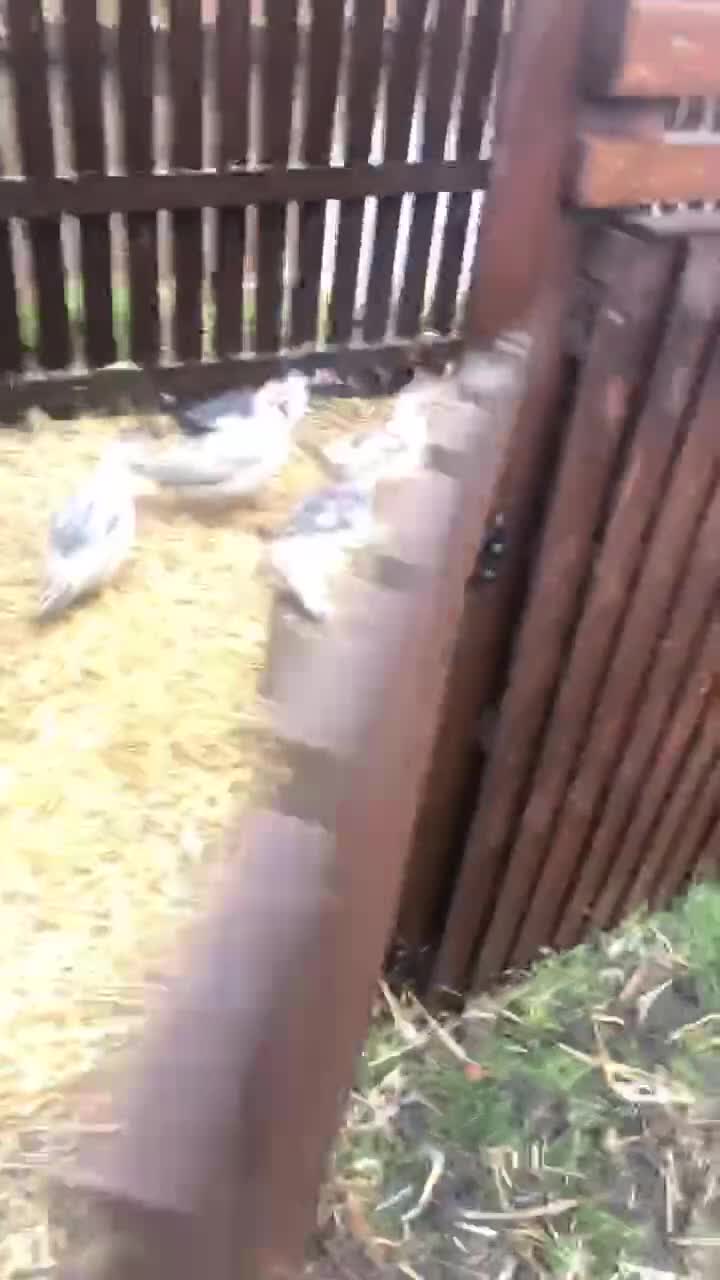 Chickens poultry for sale: Muscovy duck  - Video 1