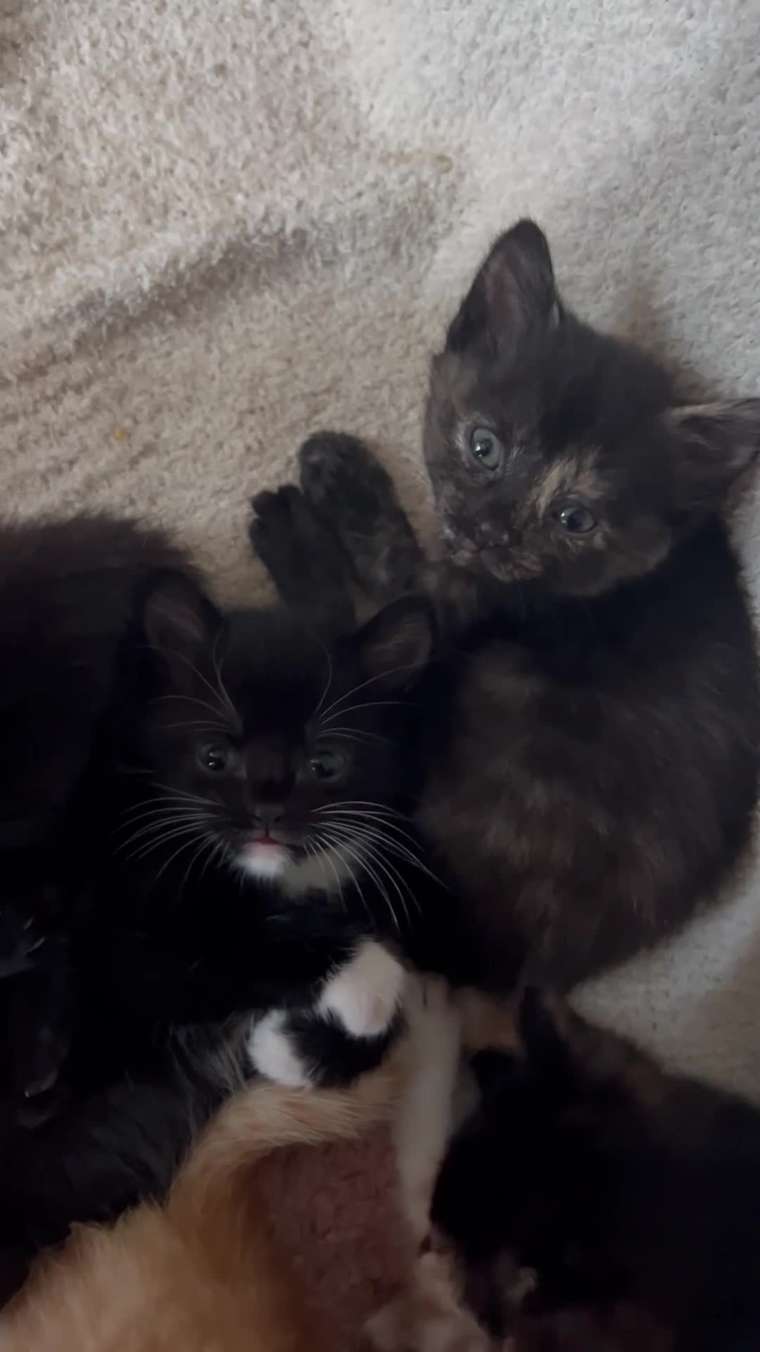 Persian cats for sale: Beautiful Persian x Maine coon Kittens - Video 1