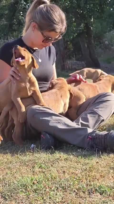 Labrador Retriever dogs for sale: PLAYFUL DEEP FOX RED LITTER, FULLY HEALTH TESTED - Video 2