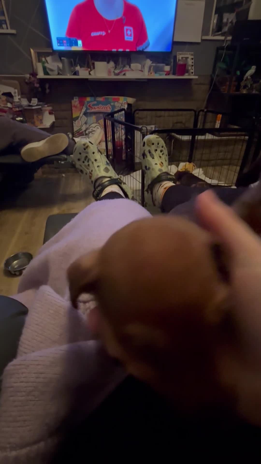 Dachshund dogs for sale: Dachshund choc-based-red puppies available now!! - Video 1