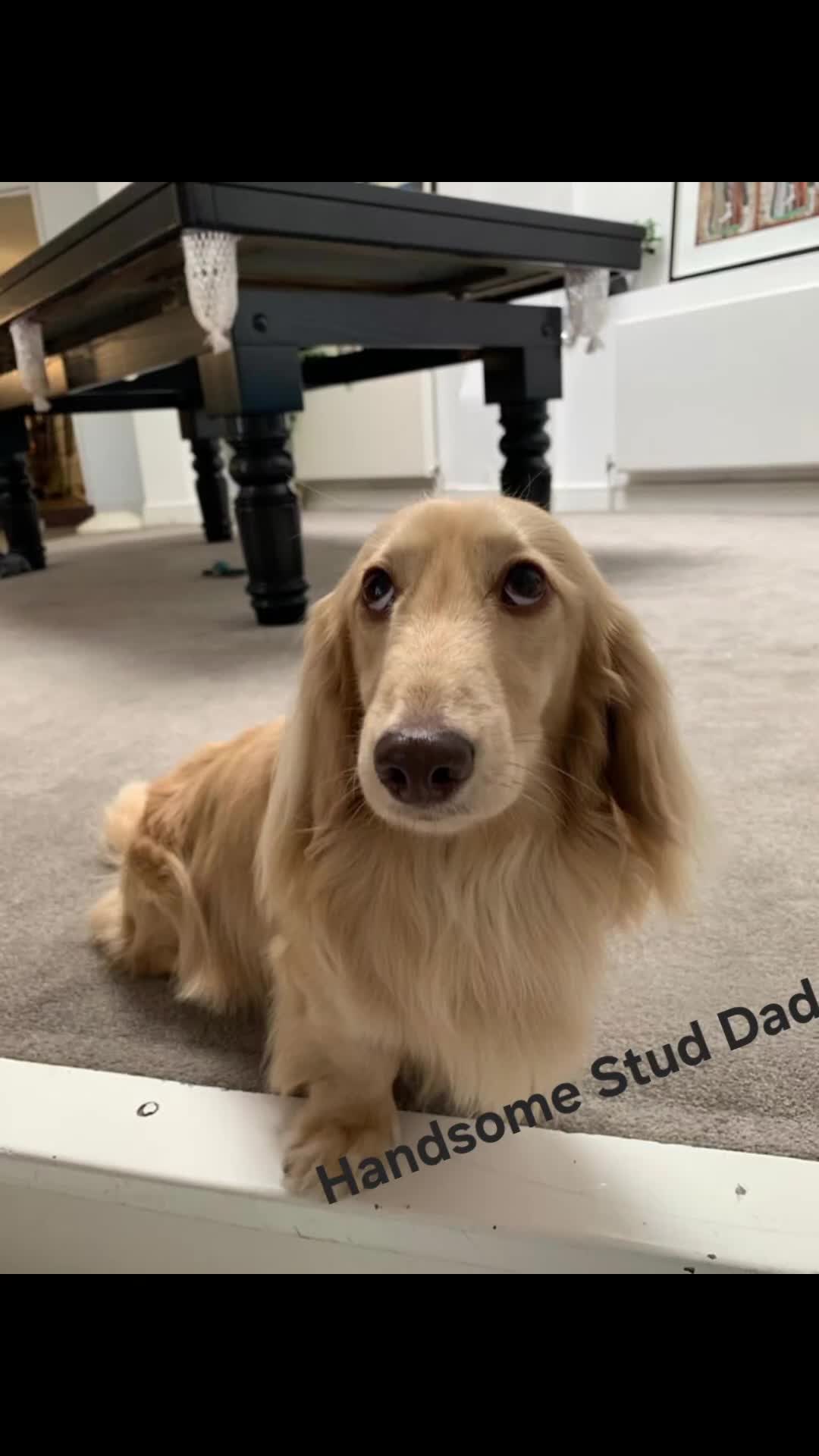 Miniature Dachshund dogs for sale: Longhaired Minature Dauchounds - Video 1