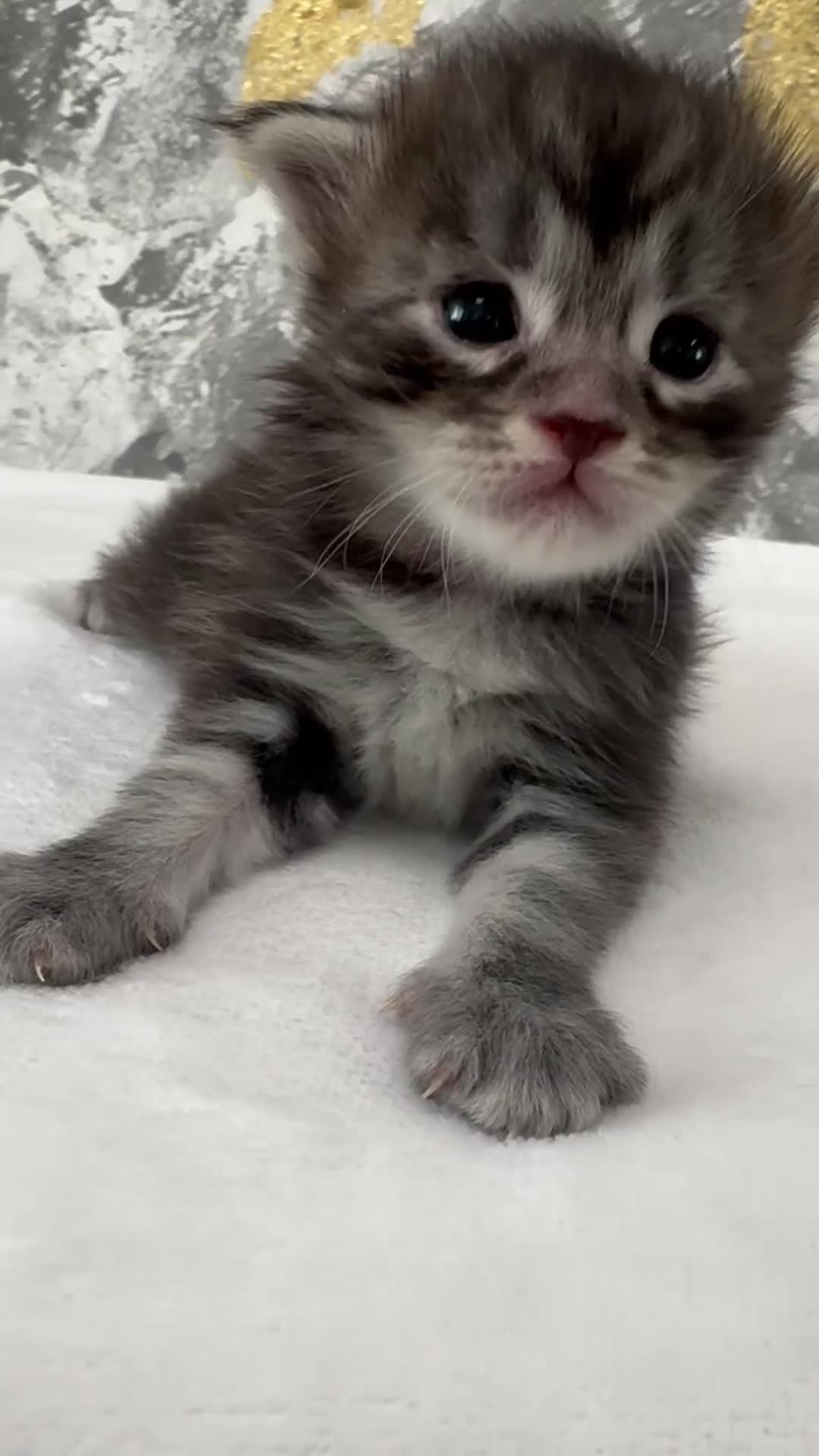 Maine Coon cats for sale: Full Maine Coone Kittens - Video 1