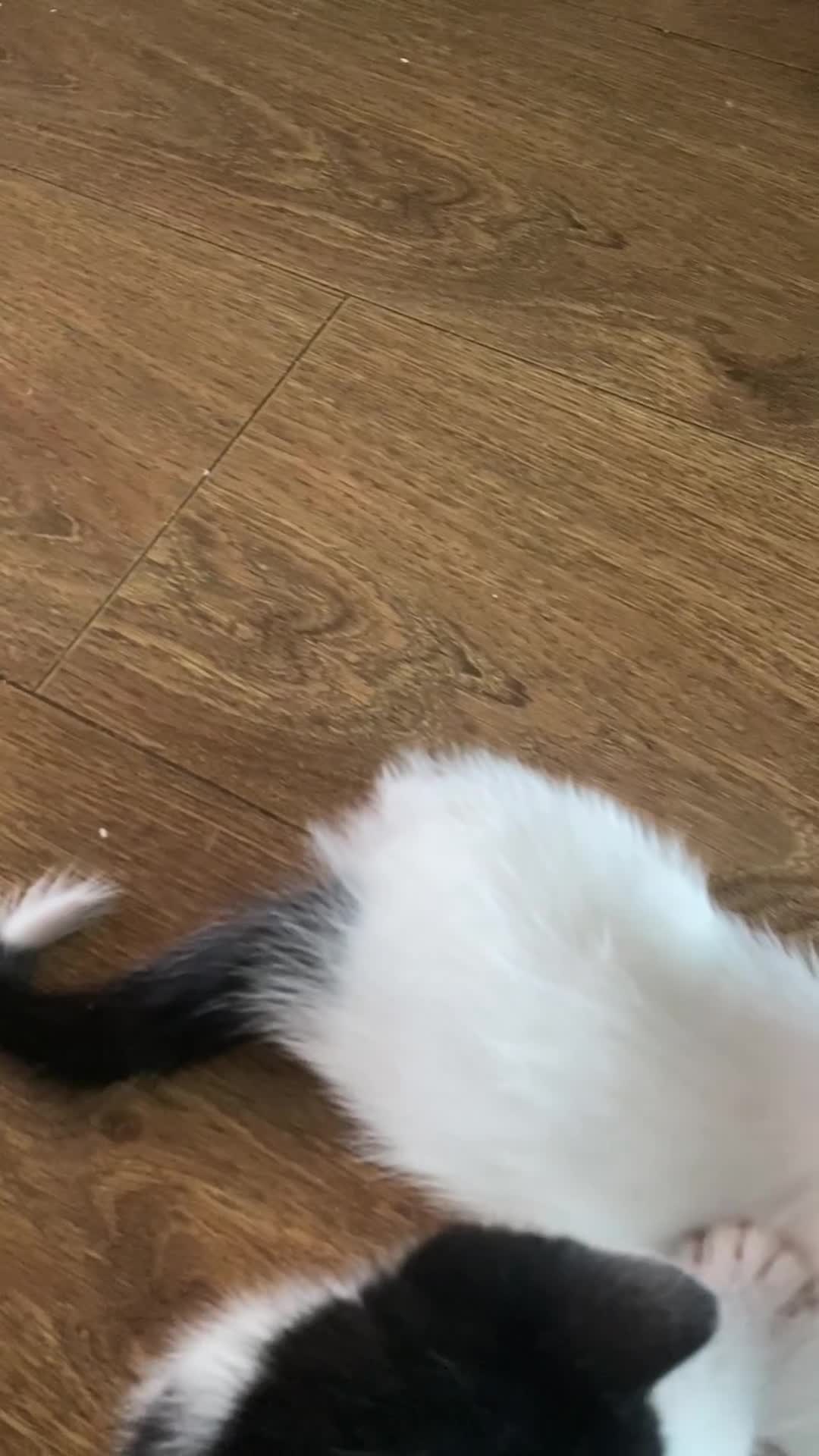 Domestic Shorthair cats for sale: Lola - 8 Weeks Old – Ready Now - Video 4