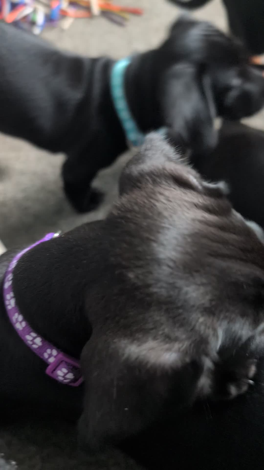 Mixed Breed dogs for sale: Doxie-Dales ready now - Video 4