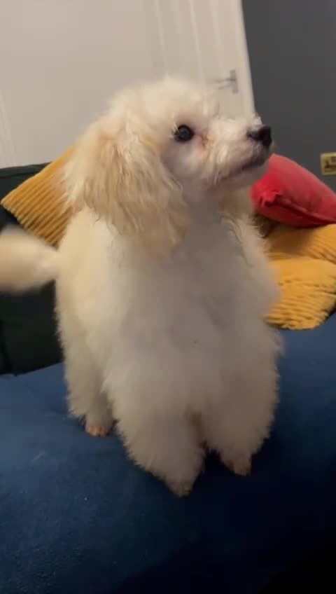 Miniature Poodle dogs for sale: Minature poodle - Video 1