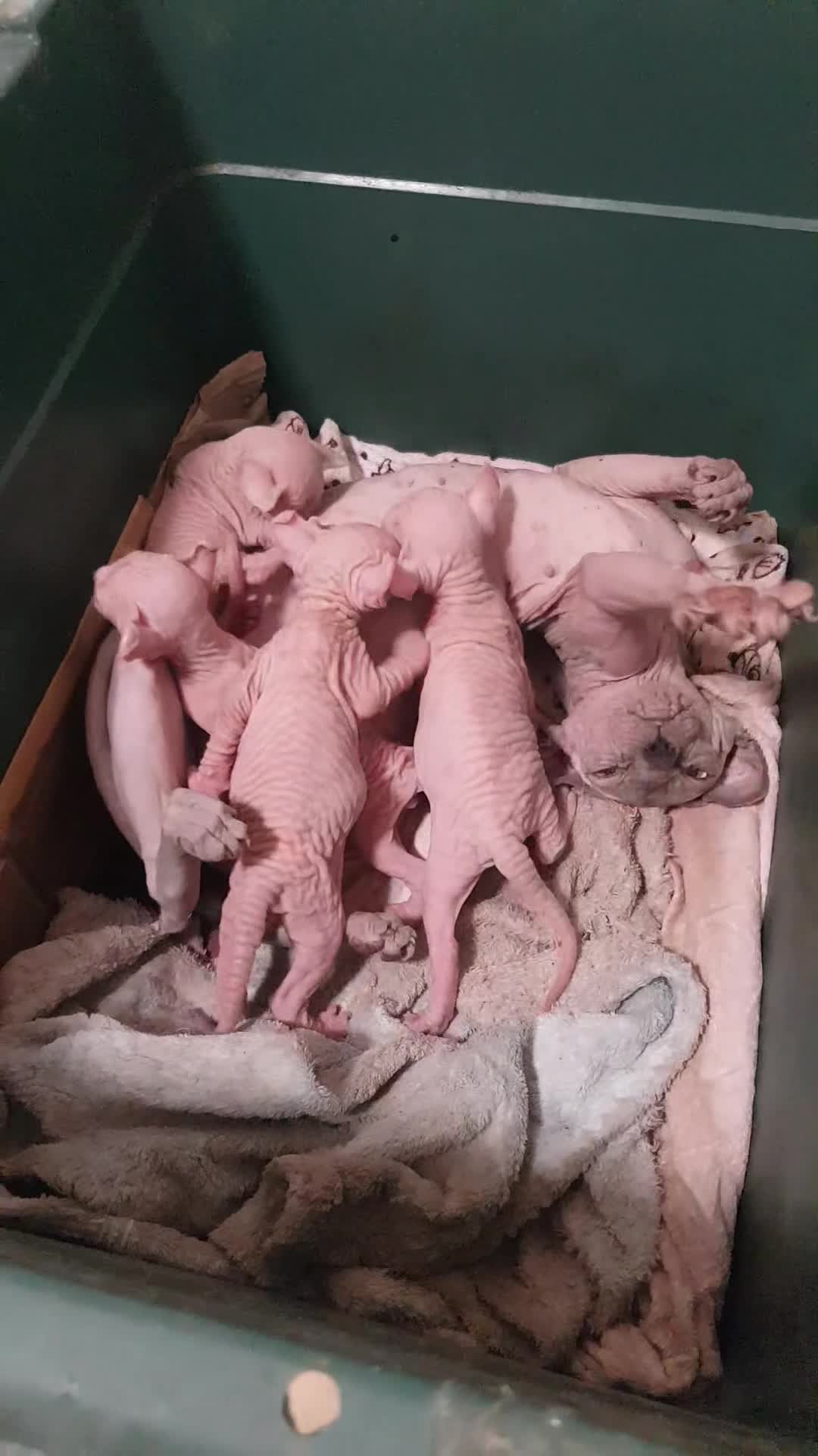 Sphynx cats for stud:  odd eyes elf& oddeyes bambino    STUD available.  in Colchester - Video 1