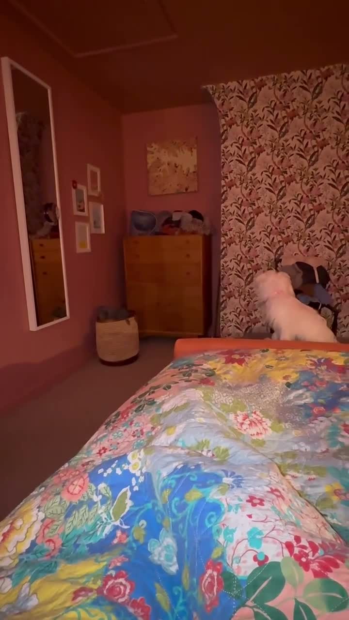 Malshi dogs for sale: Female Maltese (1/4 shitzhu) puppy  in Thatcham - Video 1