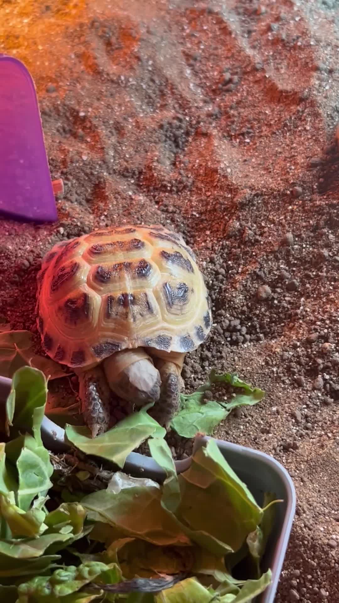 Hermann Tortoise reptiles for sale: Russian Harefield Tortoise + Vivarium Set Up - Video 1