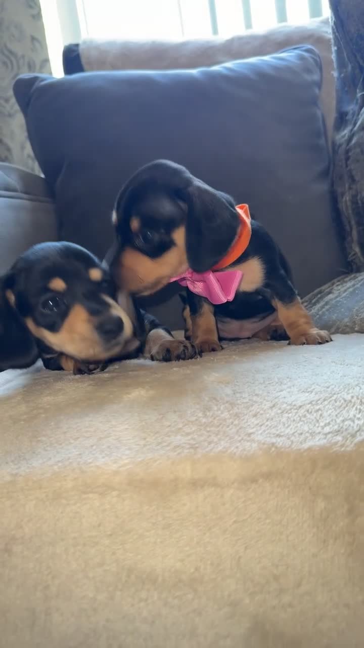 Miniature Dachshund dogs for sale: Two girl miniature daschunds - Video 5