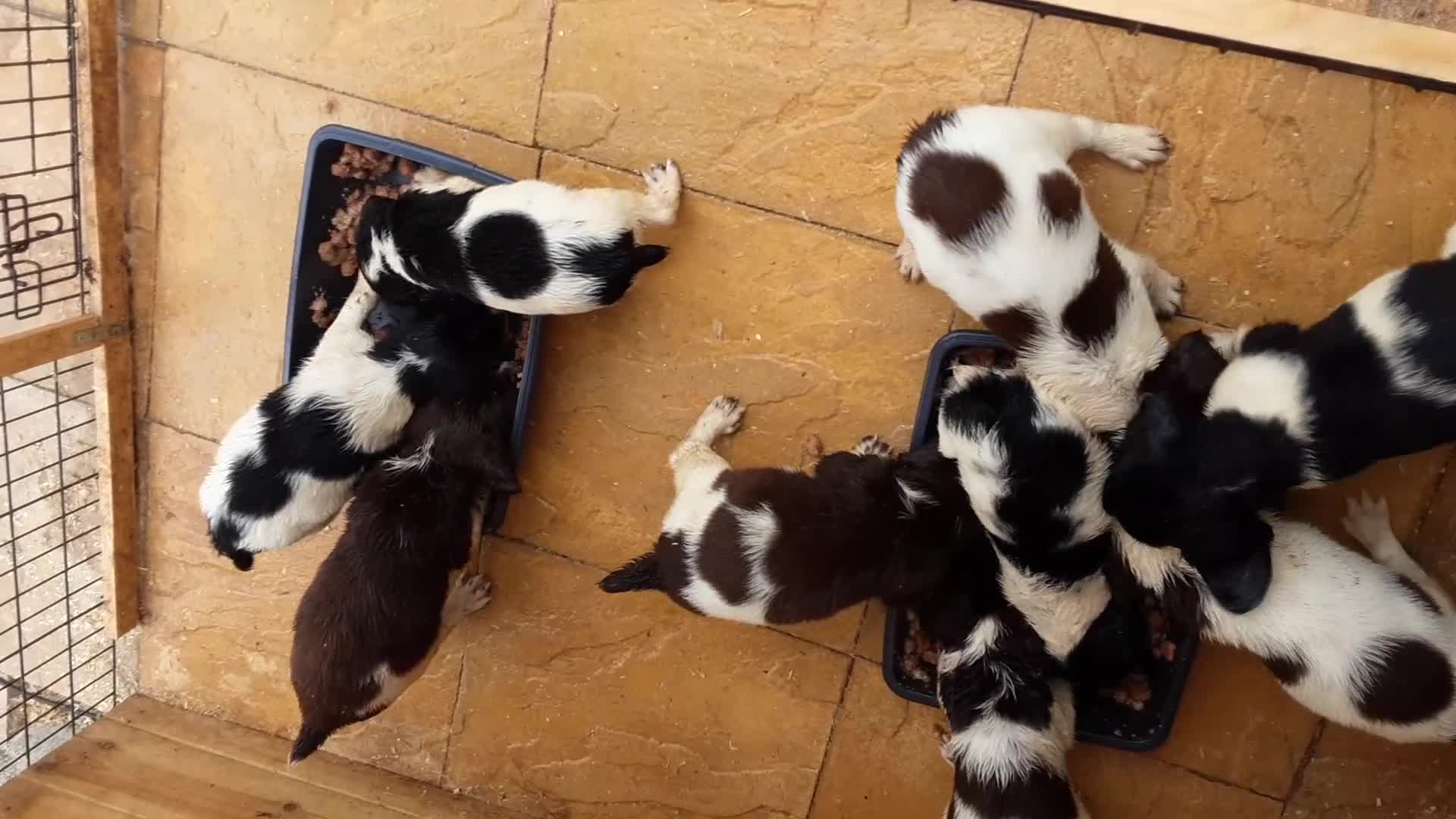 English Springer Spaniel dogs for sale: English KC Reg Springer Spaniels For Sale - Video 1