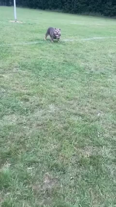 English Bulldog dogs for sale: Female English Bulldog - Video 2
