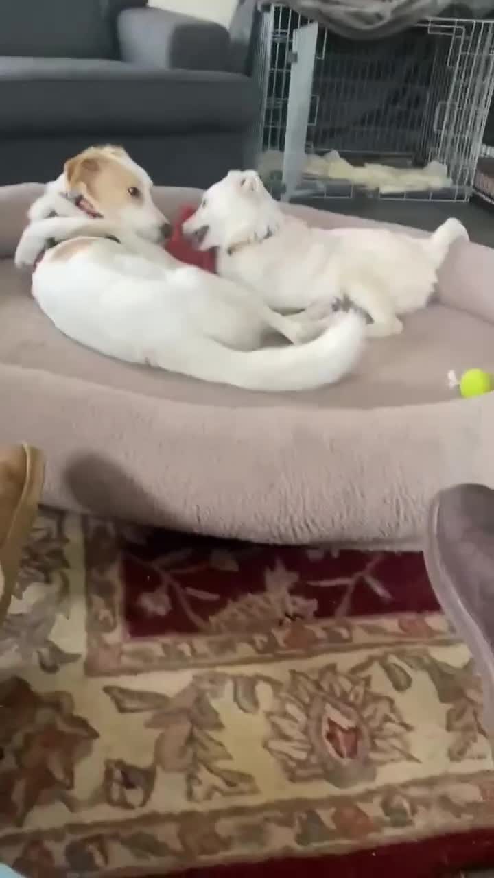 Mixed Breed dogs for adoption: Adorable Abbie is still Looking for Love 🐾 - Video 2