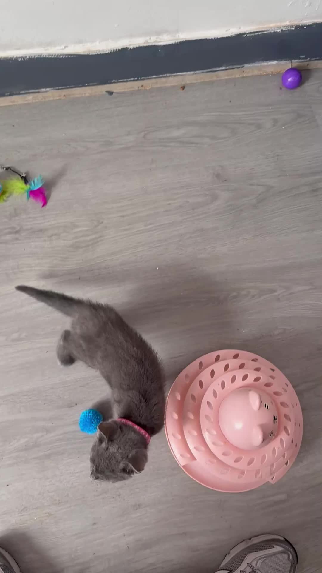 British Shorthair cats for sale: Beautiful BSH  - Video 2