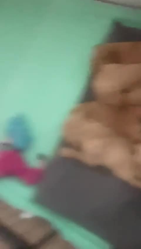 Golden Retriever dogs for sale: Working Line KC reg golden retriever puppies  - Video 4