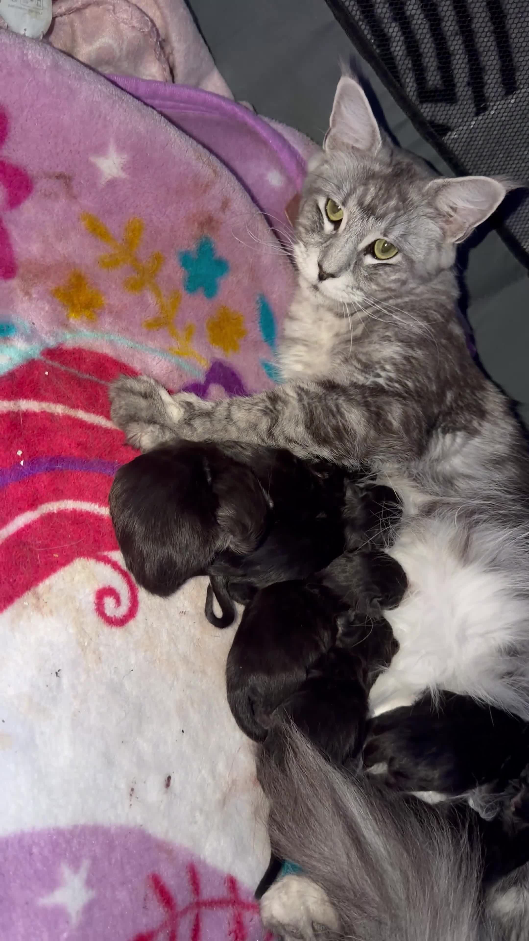 Maine Coon cats for sale: Russian maine coon kittens✨🩷 - Video 1