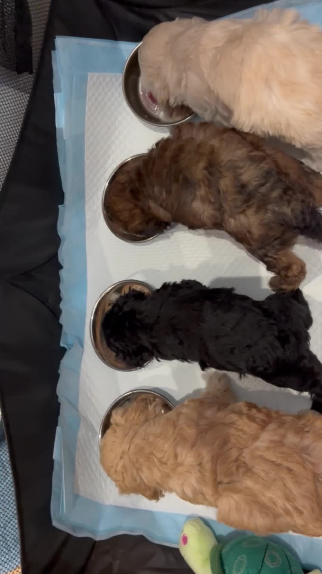 Mixed Breed dogs for sale: Shihpoo x Cockapoo little girl looking for 🏡 in Prenton - Video 2