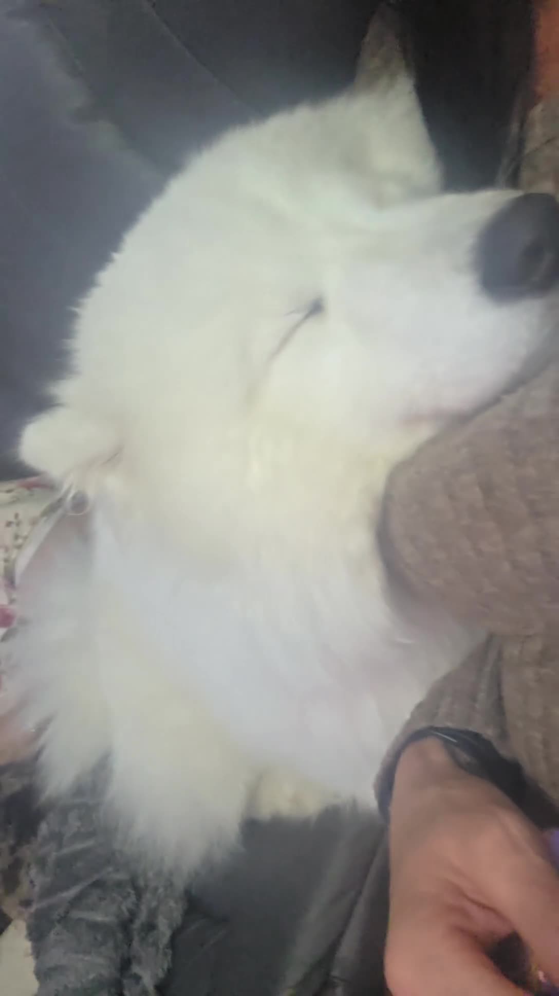 Samoyed dogs for sale: Samoyd  - Video 1