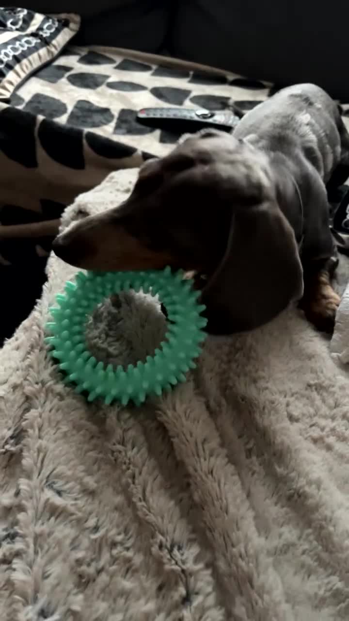 Dachshund dogs for sale: Blue dapple dashund puppy   - Video 3