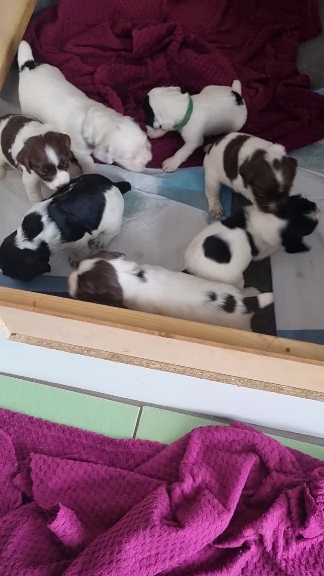 Sprocker dogs for sale: Sprocker  - Video 1
