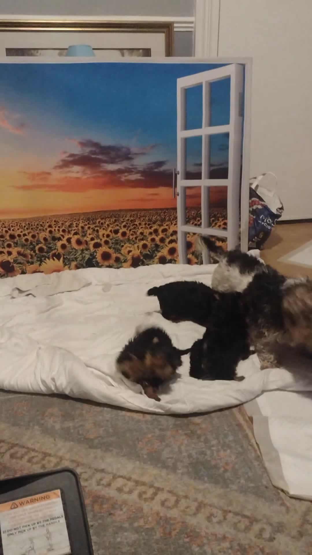 Yorkshire Terrier dogs for sale: Beautiful Yorkie puppies in London  - Video 4