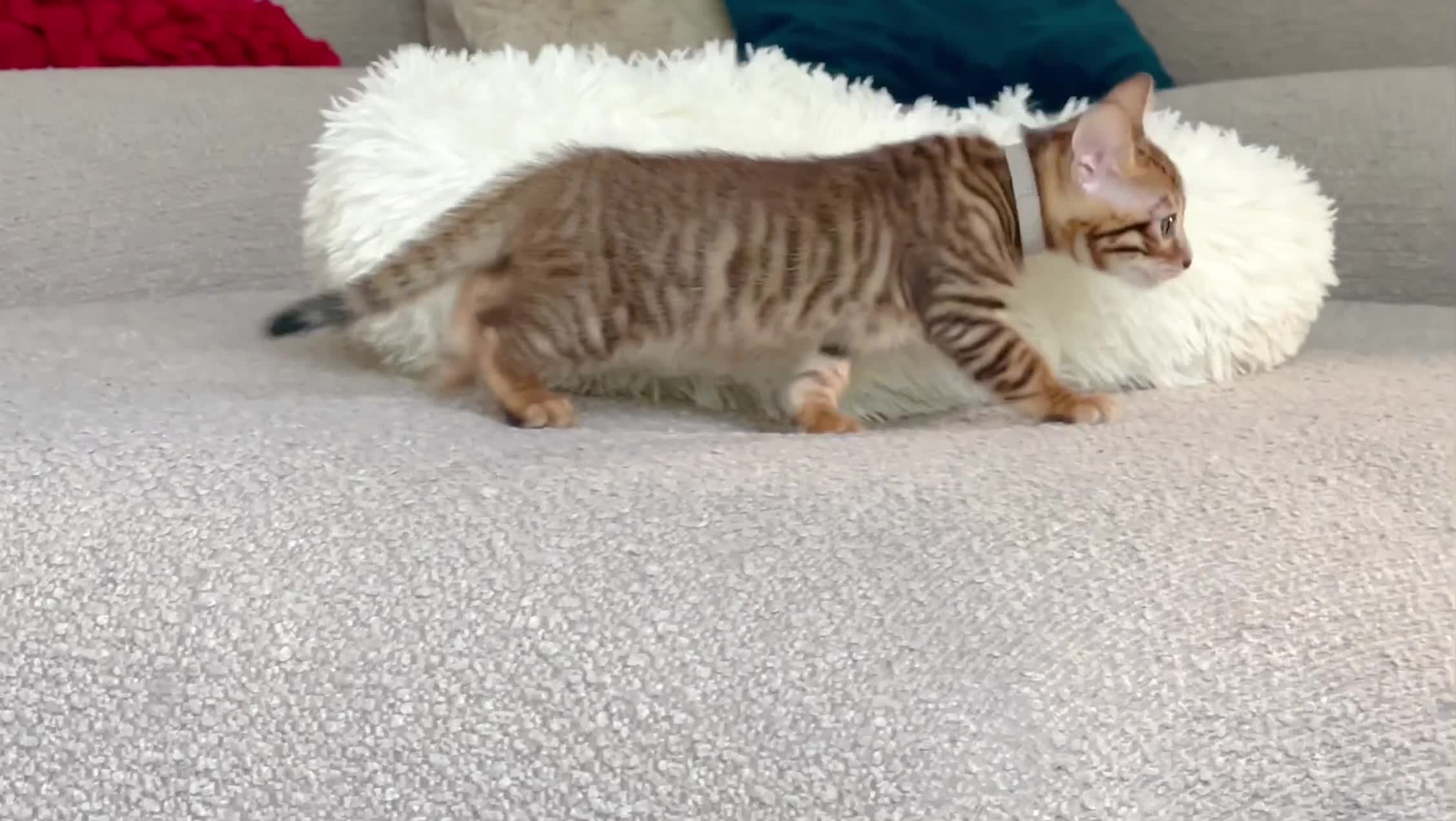 Toyger cats for sale: Full Pedigree Toyger Kittens Last Litter of 2025 - Video 4