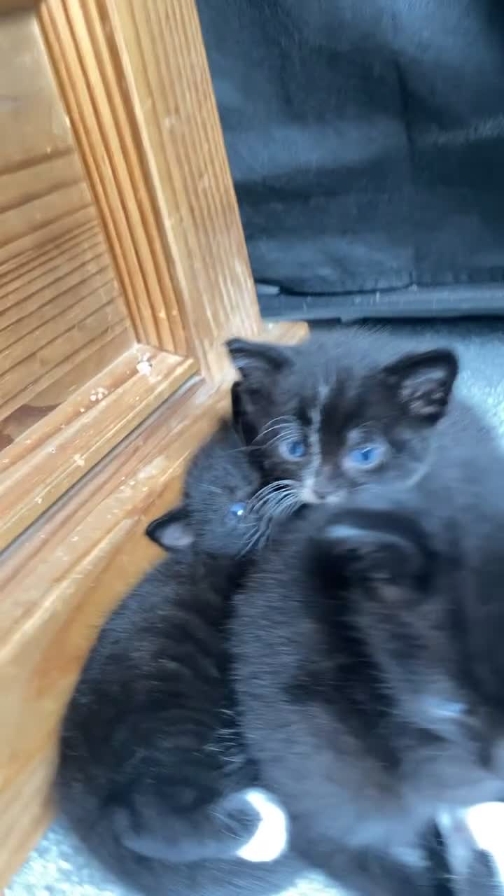 Mixed Breed cats for sale: Kittens For Sale - Video 2