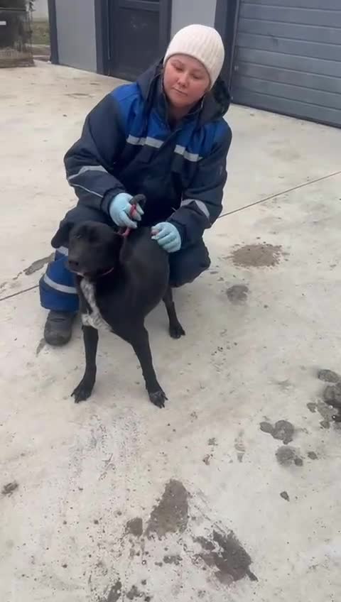 Mixed Breed dogs for adoption:  🐾 BENJI - Lurcher Type Boy Ready to Belong ❤️ - Video 1