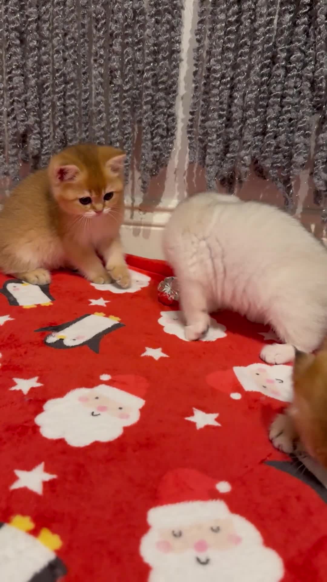 Scottish Fold cats for sale: Scottish purebred Fold and Straight kittens - Video 2