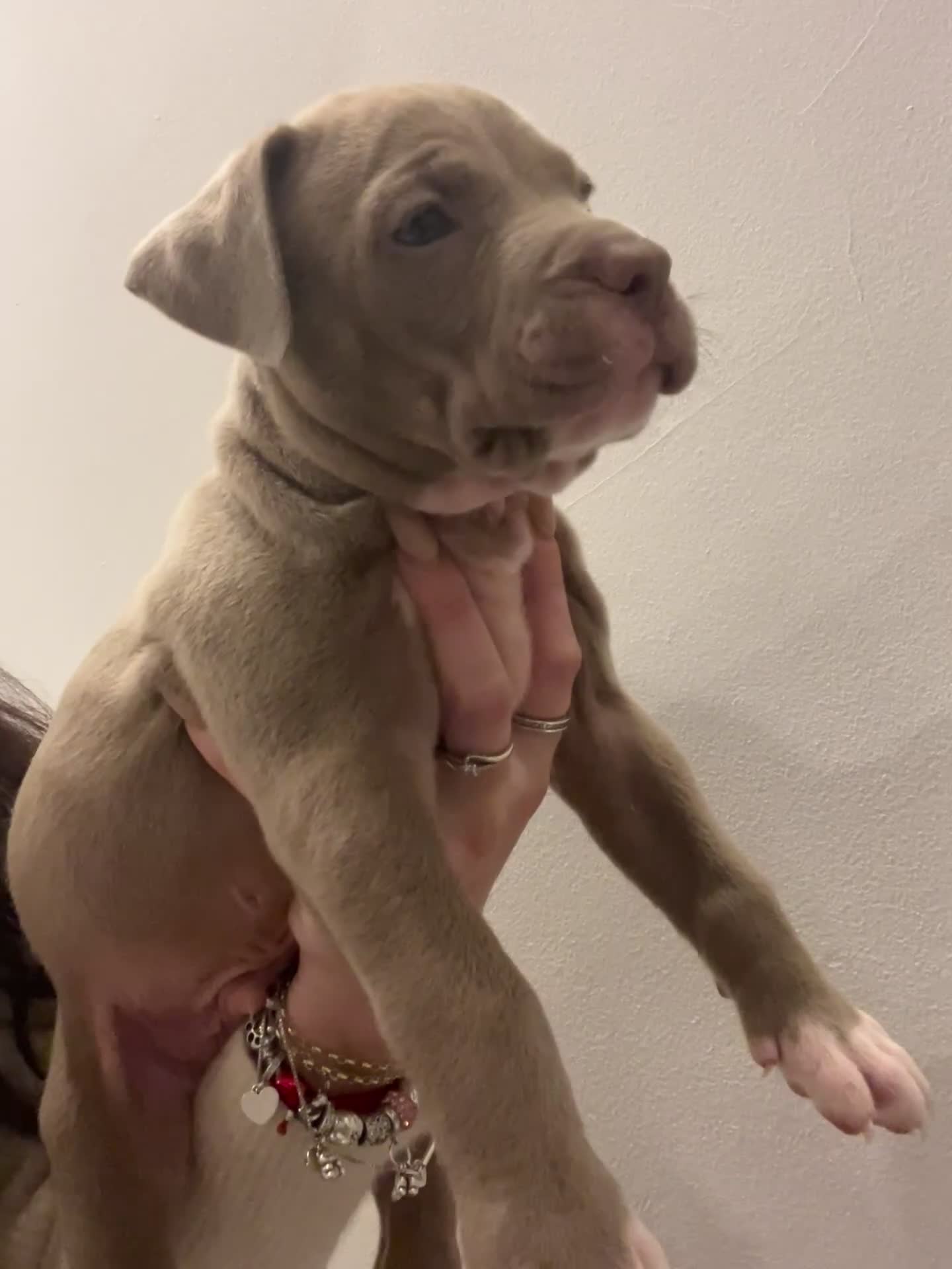 American Bully dogs for sale:  Medium Bully Puppies–XL are banned, these are NOT - Video 3