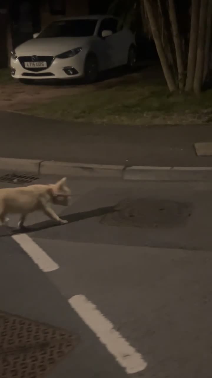 French Bulldog dogs for sale: Fluffy french bulldog - Video 1